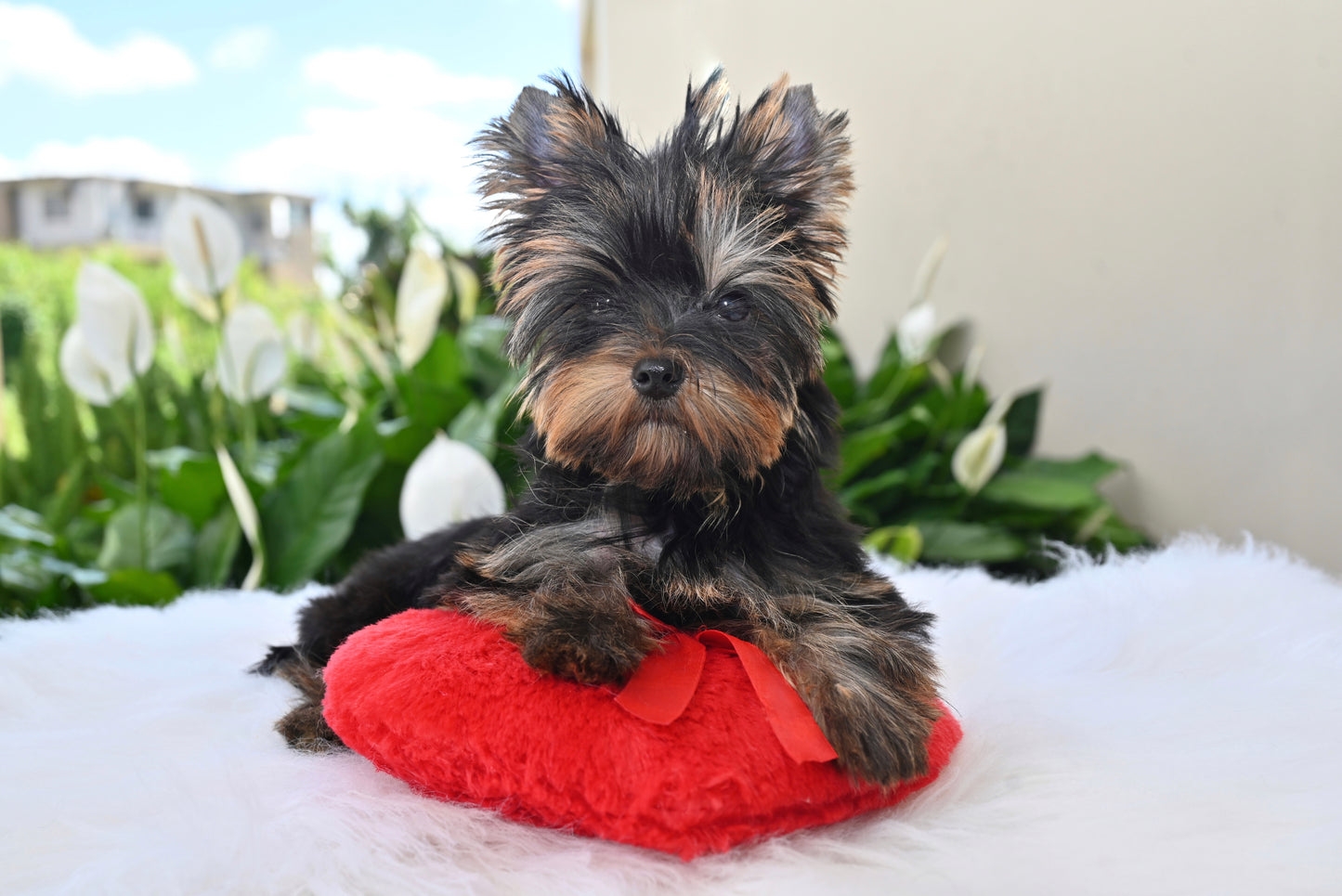 YORKIE MACHO LINEA EUROPEA