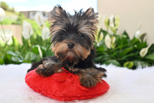 YORKIE MACHO LINEA EUROPEA