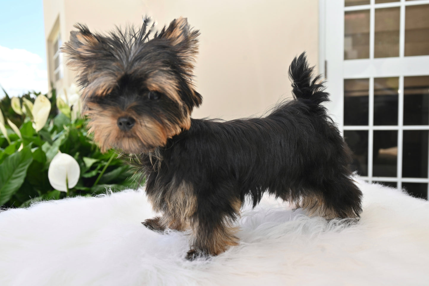 YORKIE MACHO LINEA EUROPEA